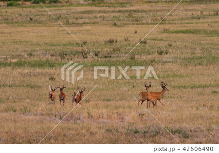 Whitetail Deer Bucks in Velvet 42606490