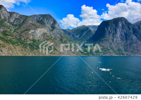 フィヨルドを飛ぶカモメ フィヨルドを飛ぶカモメ 42607429