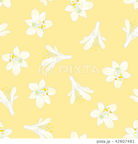 Snow White Agapanthus on Yellow Background 42607481