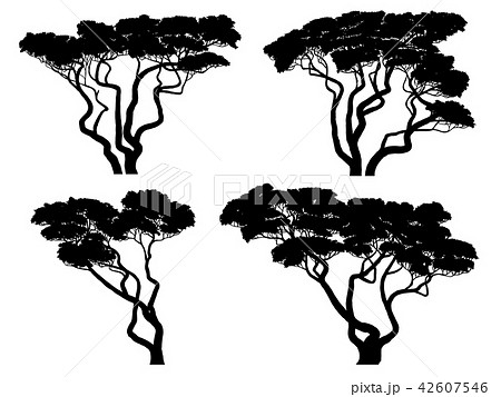 acacia tree outline