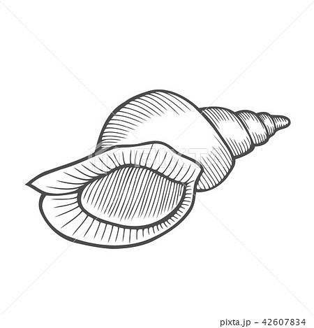 Sea shell Scallop Sea shell Scallop 42607834