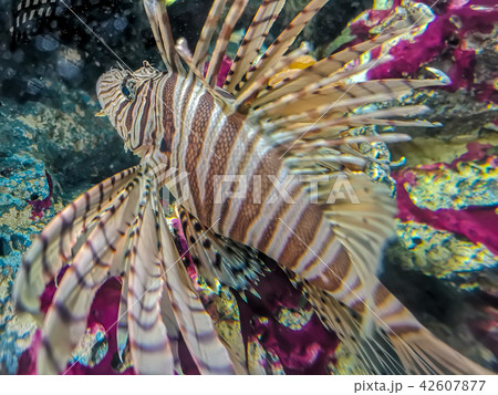 Tropical fish lionfish under water Tropical fish lionfish under water 42607877