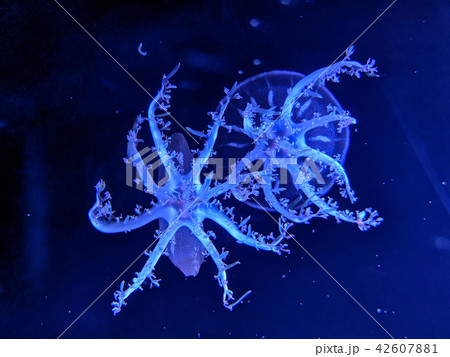 Glowing jellyfish under dark water Glowing jellyfish under dark water 42607881