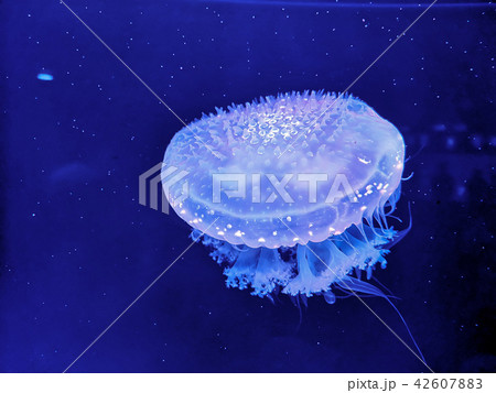 Glowing jellyfish under dark water Glowing jellyfish under dark water 42607883