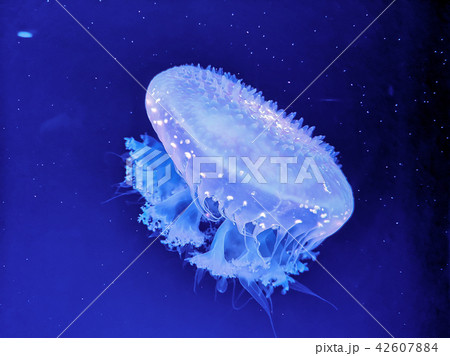 Glowing jellyfish under dark water 42607884