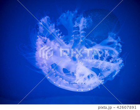 Glowing jellyfish under dark water Glowing jellyfish under dark water 42607891
