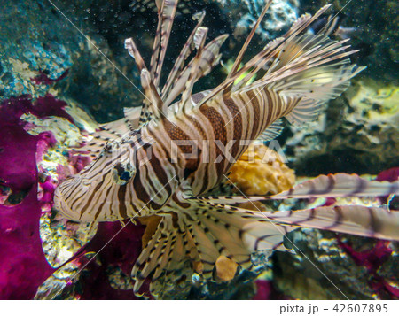 Tropical fish lionfish under  water 42607895