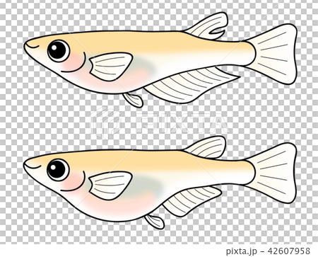 めだかのオスとメス セット ヒメダカ めだかのオスとメス セット ヒメダカ 42607958