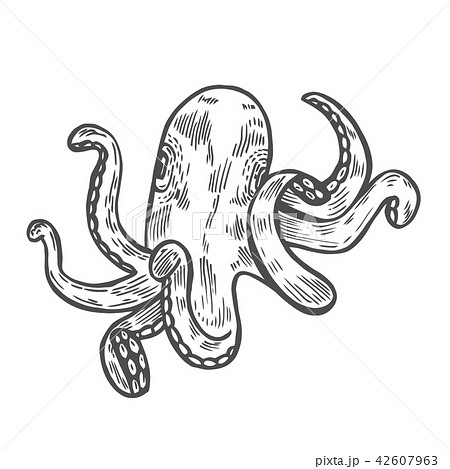 Octopus Vector black engraving 42607963