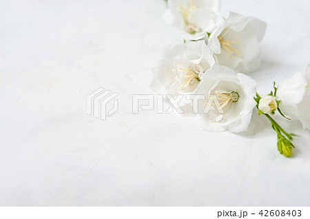 White flower on a white background. White flower close-up wedding abstract background White flower on a white background. White flower close-up wedding abstract background 42608403