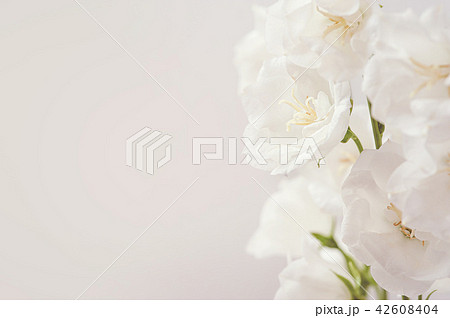 Abstract spring seasonal background with white flowers, natural easter floral image with copy space Abstract spring seasonal background with white flowers, natural easter floral image with copy space 42608404
