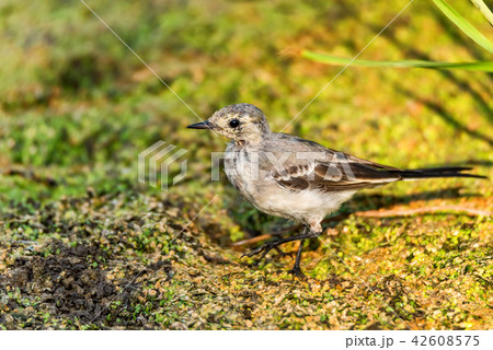 Juvenile white wagtail or Motacilla alba Juvenile white wagtail or Motacilla alba 42608575