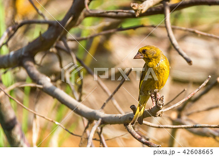 Male European greenfinch or chloris chloris on twig Male European greenfinch or chloris chloris on twig 42608665