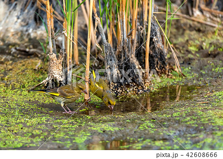 European greenfinches or chloris chloris drinking European greenfinches or chloris chloris drinking 42608666