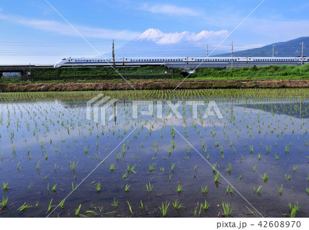 水田と新幹線と富士山-5074 水田と新幹線と富士山-5074 42608970