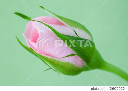 Pink rose bud closeup, selective focus. 42609012