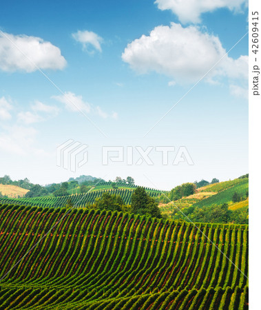 Amazing rural landscape with green vineyard 42609415