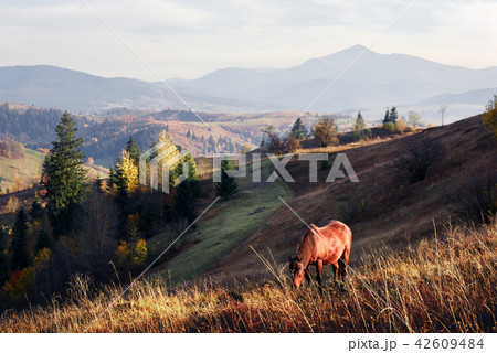 Horse in foggy meadow in mountains valley 42609484