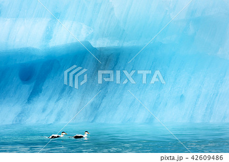 Icebergs in Jokulsarlon glacial lagoon 42609486
