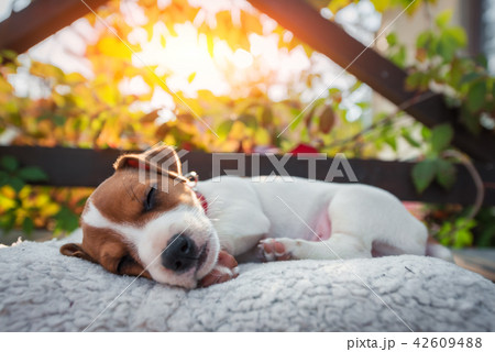 Jack russel terrier on autumn terrace 42609488