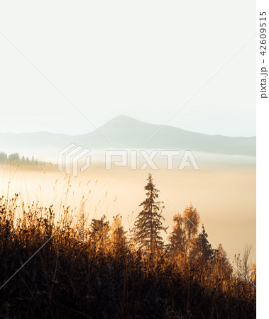 Amazing scene on autumn mountains 42609515