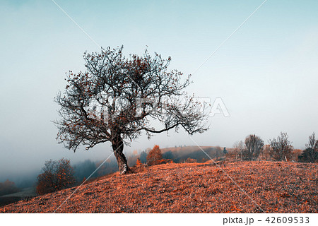 Amazing scene on autumn mountains 42609533