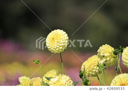 秋の花　ダリア 42609535