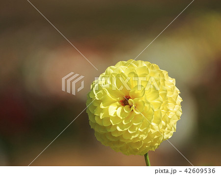 秋の花　ダリア 42609536