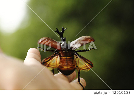 カブトムシ 昆虫 夏イメージ 夏休み 生き物 生物 自然 クヌギ 虫の写真素材