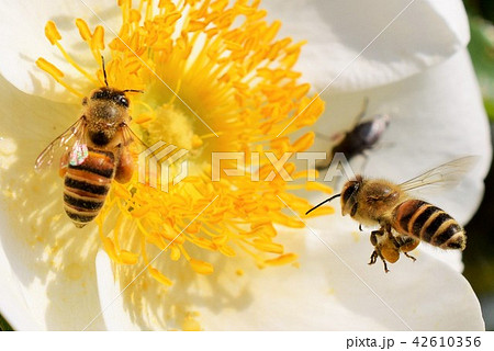 日本ミツバチと白いバラの花 美白のイメージ ミツバチの力 バラ 薔薇 みつばち ミツバチ 美肌 美白の写真素材