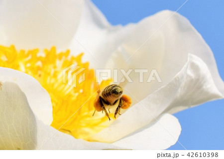 日本ミツバチと白いバラの花(美白のイメージ+ミツバチの力)バラ 薔薇 みつばち ミツバチ 美肌 美白 日本ミツバチと白いバラの花(美白のイメージ+ミツバチの力)バラ 薔薇 みつばち ミツバチ 美肌 美白 42610398