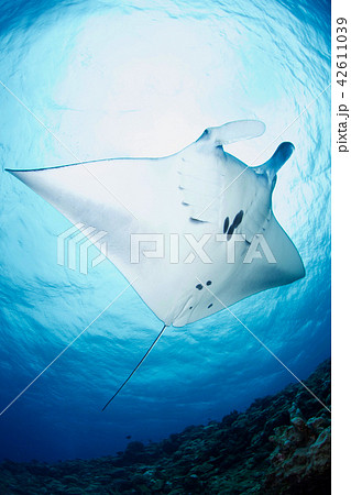 マンタ 42611039