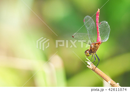 マユタテアカネ（オス） 42611074