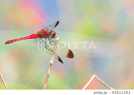 コノシメトンボ（オス） 42611161