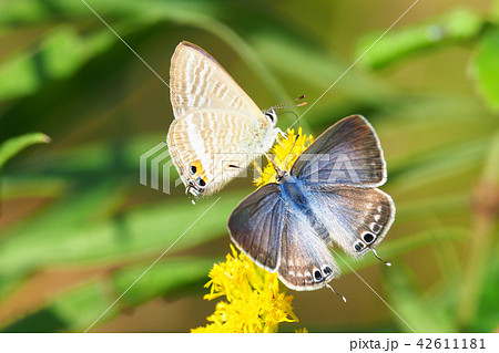 ウラナミシジミ 42611181