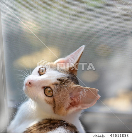 かわいい子猫の写真素材 42611858 Pixta