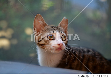かわいい子猫 42611864