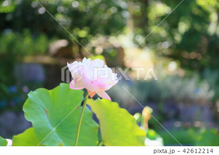 ハスの花 42612214