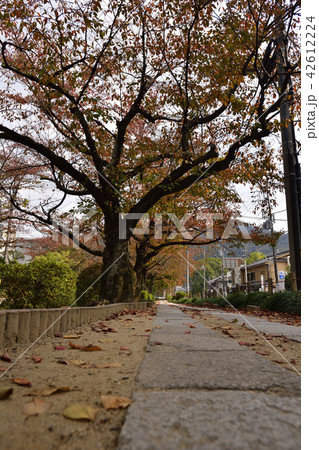哲学の道 42612224