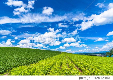 《北海道》上富良野・夏空の田園風景 42612468