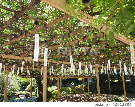 宮城県岩沼市　金蛇水神社　夏の藤棚風鈴２ 42612804