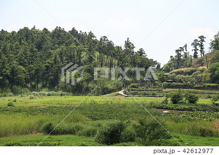 陽明山　夢幻湖の風景 42612977