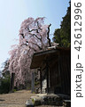 梅岩寺のシダレザクラ 42612996