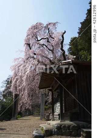 梅岩寺のシダレザクラ 梅岩寺のシダレザクラ 42612996