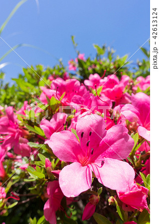 サツキツツジの花と青空の写真素材