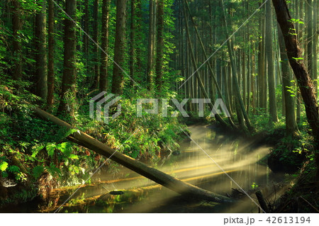 夏の牛渡川 42613194