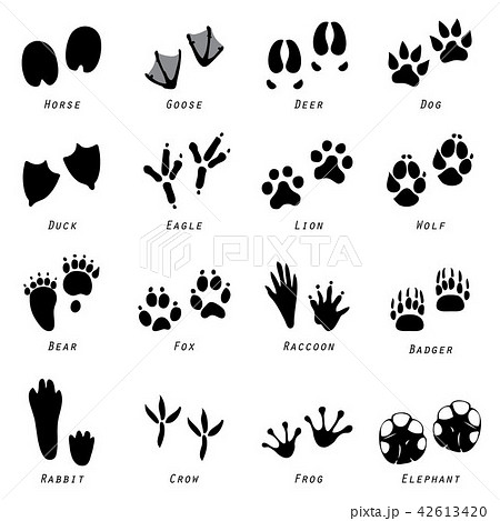 Animal Spoor Footprints Icon Vectorのイラスト素材