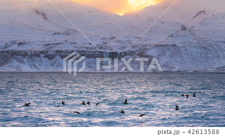 Sunset in Iceland Sunset in Iceland 42613588