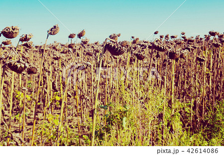 Ripened sunflowers 42614086