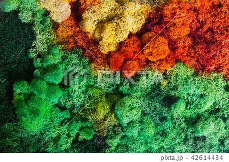 Nature background Nature background 42614434